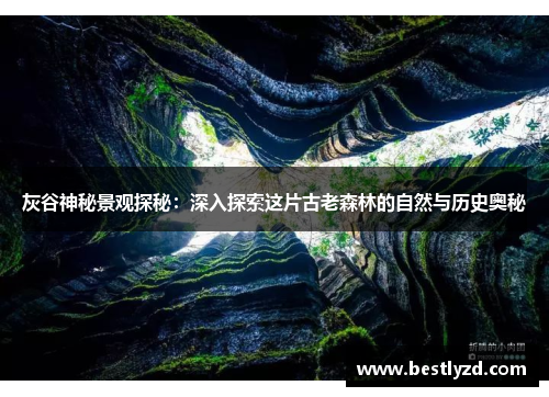 灰谷神秘景观探秘：深入探索这片古老森林的自然与历史奥秘